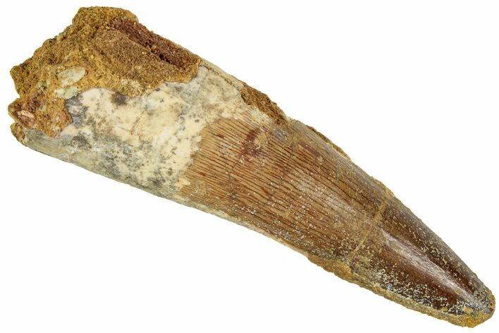 Spinosaurus Tooth - Real Dinosaur Tooth #192052